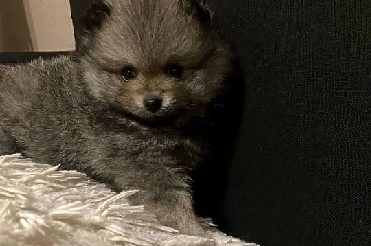 Szpic pomeranian, Śląskie, Węglowice