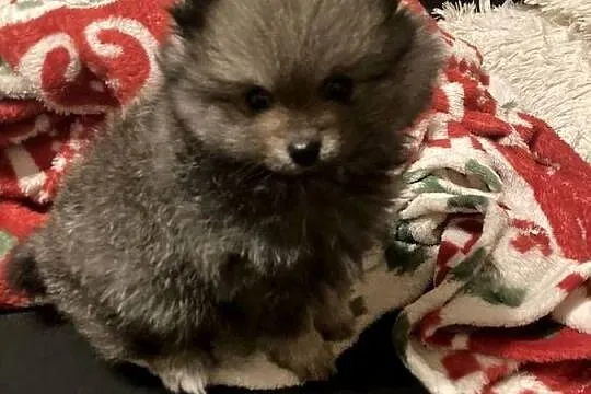 Szpic pomeranian, Śląskie, Węglowice