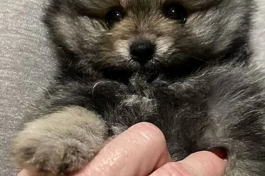 Szpic pomeranian, Śląskie, Węglowice