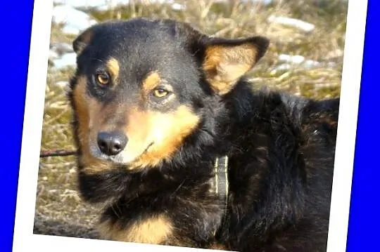 Mały 6 kg ,piesek SERDUŚ,przytulaśny,wyjatkowo sympatyczny_Adopcja