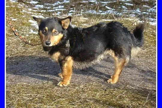 Mały 6 kg ,piesek SERDUŚ,przytulaśny,wyjatkowo sym