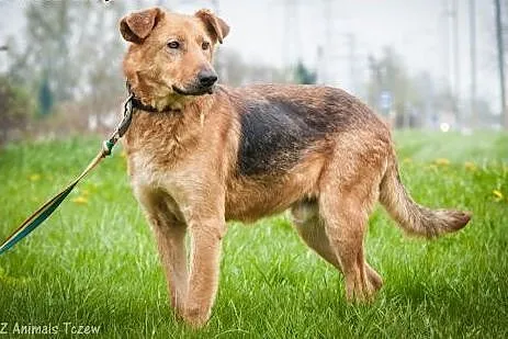 OTOZ Animals - Iwan - owczarkowaty mieszaniec urat
