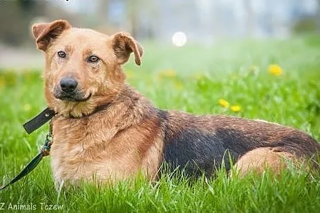 OTOZ Animals - Iwan - owczarkowaty mieszaniec urat