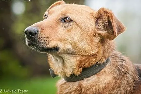OTOZ Animals - Iwan - owczarkowaty mieszaniec urat