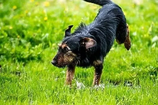 DŻAGER: radosny i żywiołowy - do adopcji gotowy! ,