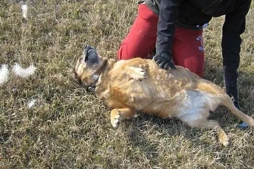 Gdy w schronisku gasną psie oczy to tak jakby zgas