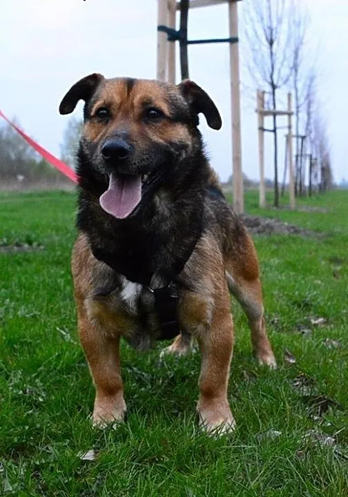 Figo - maly przyjaciel szuka domu, łódzkie Łódź