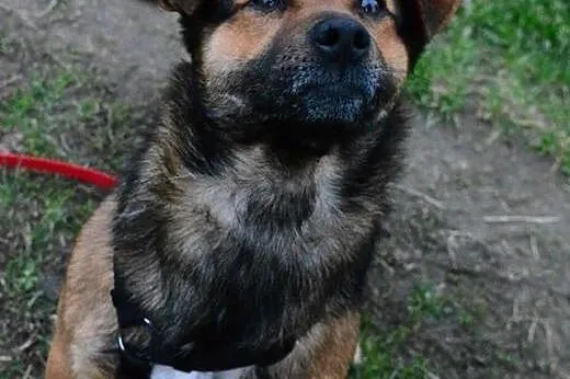 Figo - maly przyjaciel szuka domu,  łódzkie Łódź