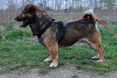 Figo - maly przyjaciel szuka domu,  łódzkie Łódź