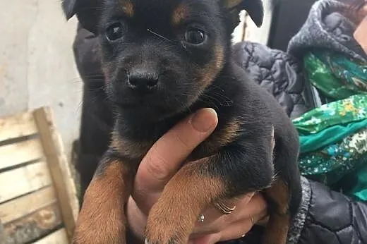 Porzucone 2 suczki pilny dt lub ds aktualne ,  Kun
