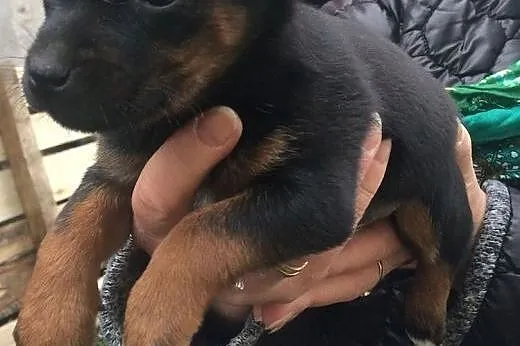 Porzucone 2 suczki pilny dt lub ds aktualne ,  Kun