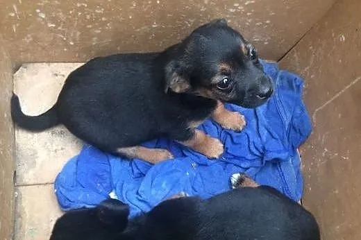 Porzucone 2 suczki pilny dt lub ds aktualne ,  Kun