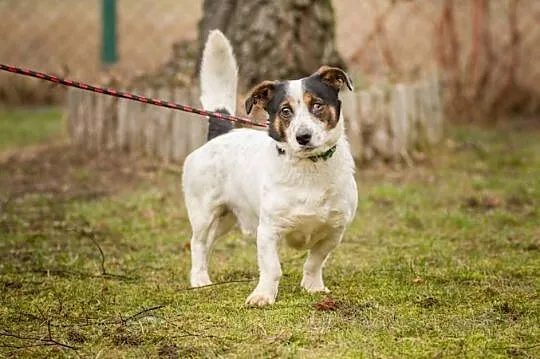 Rezolutny Fokus, niewielki, młodziutki psiak do adopcji