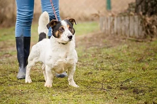 Rezolutny Fokus, niewielki, młodziutki psiak do ad