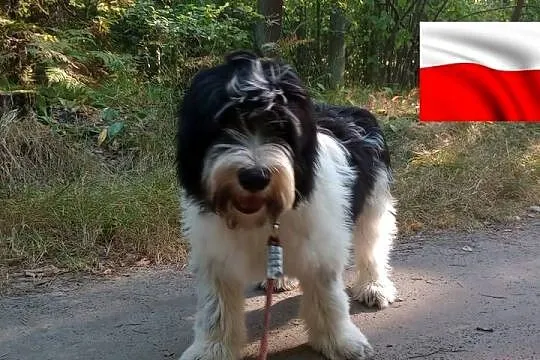 Szczeniak Polski Owczarek Nizinny PON Rodowód FCI, Mazowieckie, Chotomów