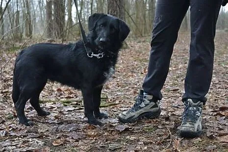 Kochana i łagodna Gilda szuka domu.,  łódzkie Toma