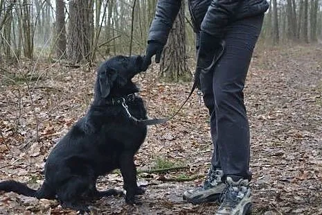Kochana i łagodna Gilda szuka domu.,  łódzkie Toma