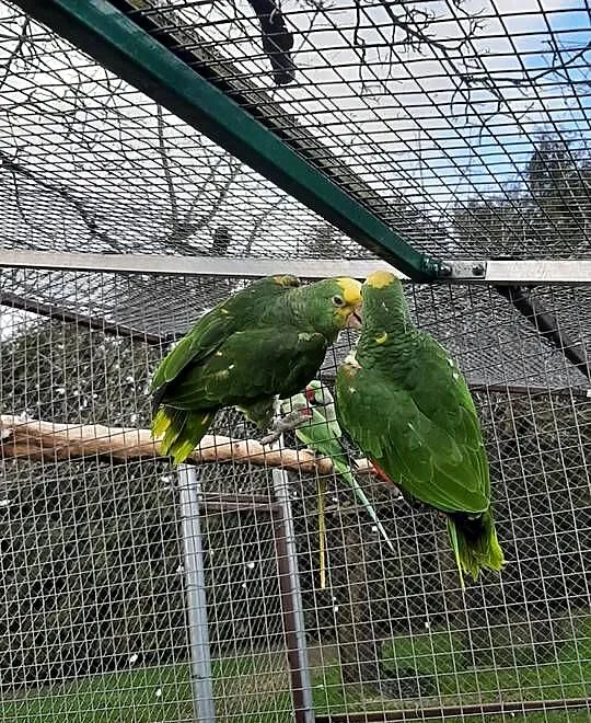 Amazonki oratrix (żółtogardłe), Małopolskie, Skała