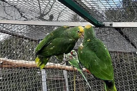 Amazonki oratrix (żółtogardłe), Małopolskie, Skała