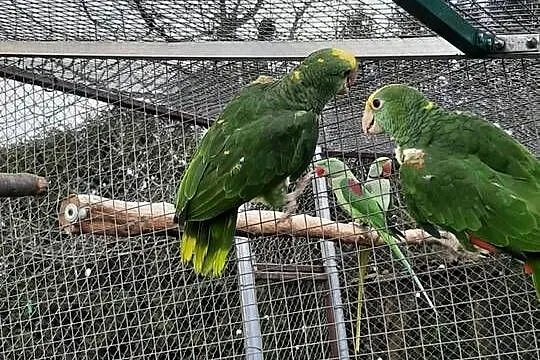Amazonki oratrix (żółtogardłe), Małopolskie, Skała