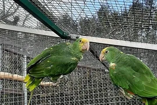 Amazonki oratrix (żółtogardłe), Małopolskie, Skała