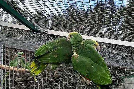 Amazonki oratrix (żółtogardłe), Małopolskie, Skała