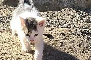 Kocięta z budowy piątkę przybijają i o domek pytaj