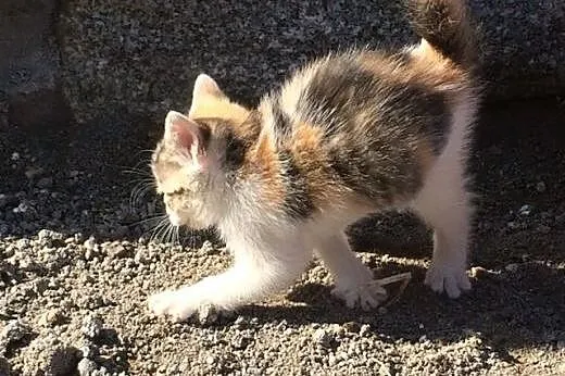 Kocięta z budowy piątkę przybijają i o domek pytaj