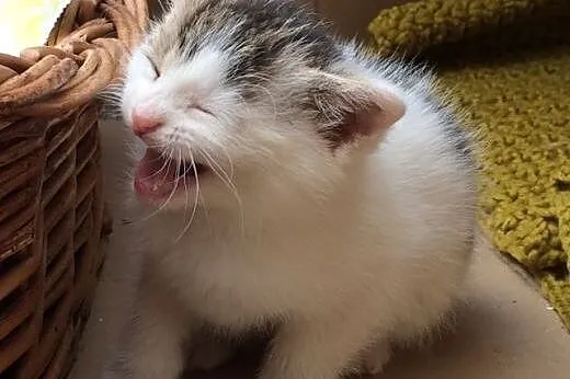 Kocięta z budowy piątkę przybijają i o domek pytaj
