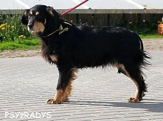 SAMSON elegancki spaniel szuka dobrego domu, mazo