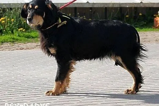 SAMSON elegancki spaniel szuka dobrego domu, mazowieckie Warszawa