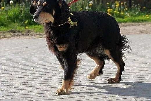 SAMSON elegancki spaniel szuka dobrego domu,  mazo