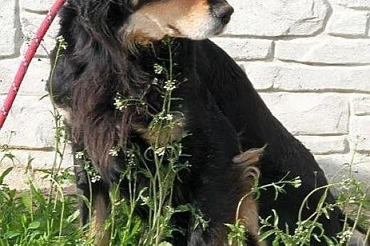 SAMSON elegancki spaniel szuka dobrego domu,  mazo