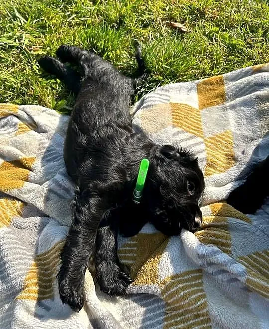 Cocker Spaniel szczeniaki, Świętokrzyskie, Ostrowiec Świętokrzyski
