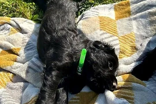 Cocker Spaniel szczeniaki, Świętokrzyskie, Ostrowiec Świętokrzyski