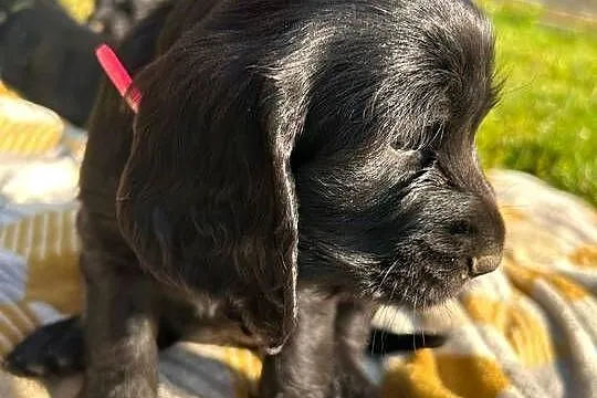Cocker Spaniel szczeniaki, Świętokrzyskie, Ostrowiec Świętokrzyski