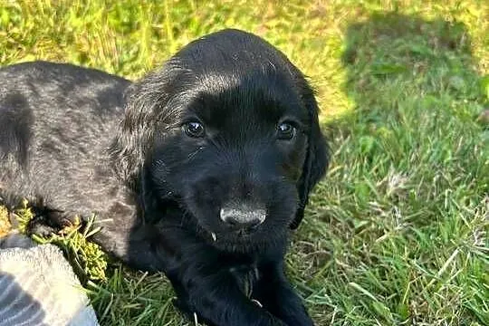 Cocker Spaniel szczeniaki, Świętokrzyskie, Ostrowiec Świętokrzyski