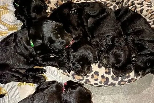 Cocker Spaniel szczeniaki, Świętokrzyskie, Ostrowiec Świętokrzyski