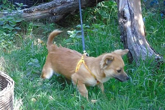Suzi szczeniak - cudna mini sunia szuka kochającej rodziny!, Wielkopolskie, Poznań