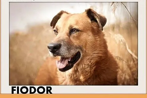 FIODOR, 40kg,duży,spokojny,zrównoważony pies do ad