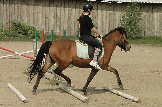 Klacz huculska, 3 lata, bardzo dobre pochodzenie, Warmińsko-mazurskie, Olsztyn