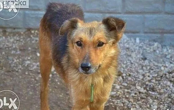 Bardzo bym chciał aby w końcu ktoś mnie adoptował i pokochał, Małopolskie, Kraków