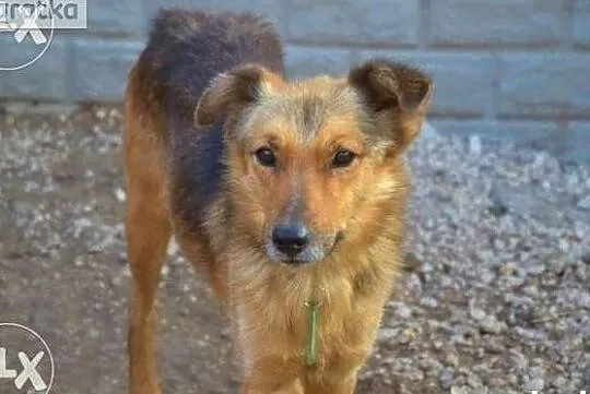 Bardzo bym chciał aby w końcu ktoś mnie adoptował i pokochał, Małopolskie, Kraków