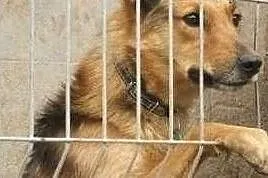 Bardzo bym chciał aby w końcu ktoś mnie adoptował i pokochał, Małopolskie, Kraków