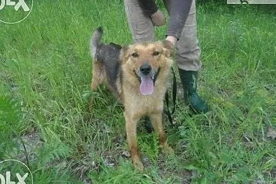 Bardzo bym chciał aby w końcu ktoś mnie adoptował i pokochał, Małopolskie, Kraków