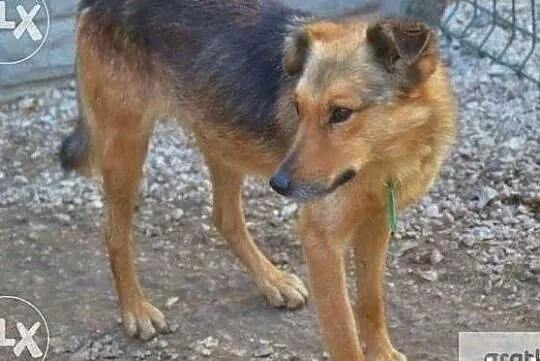 Bardzo bym chciał aby w końcu ktoś mnie adoptował i pokochał, Małopolskie, Kraków