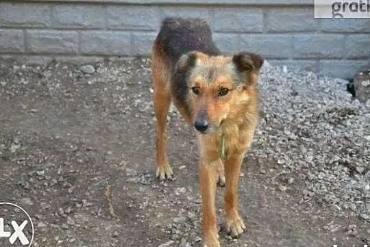 Bardzo bym chciał aby w końcu ktoś mnie adoptował i pokochał, Małopolskie, Kraków