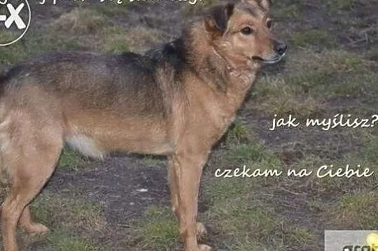 Bardzo bym chciał aby w końcu ktoś mnie adoptował i pokochał, Małopolskie, Kraków