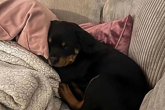 Szczeniak rottweiler suczka