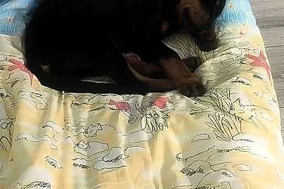 Szczeniak rottweiler suczka, Lubelskie, Lublin
